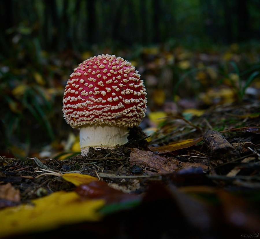 Fliegenpilz Laub Wald Herbst_©Michael Neruda