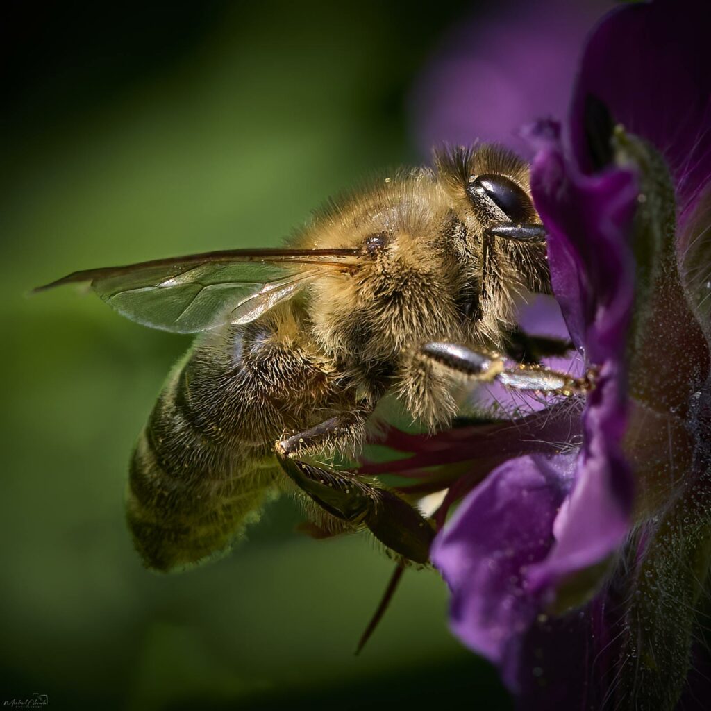 Biene Makro Botanischer Garten 2023_©Michael Neruda