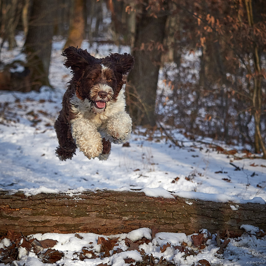 Hund im Sprung Portugisischer Wasserhund