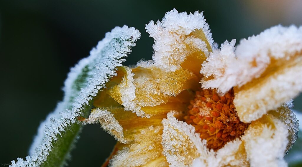 Blume vereist Raureif Eis Makro ©Michael Neruda