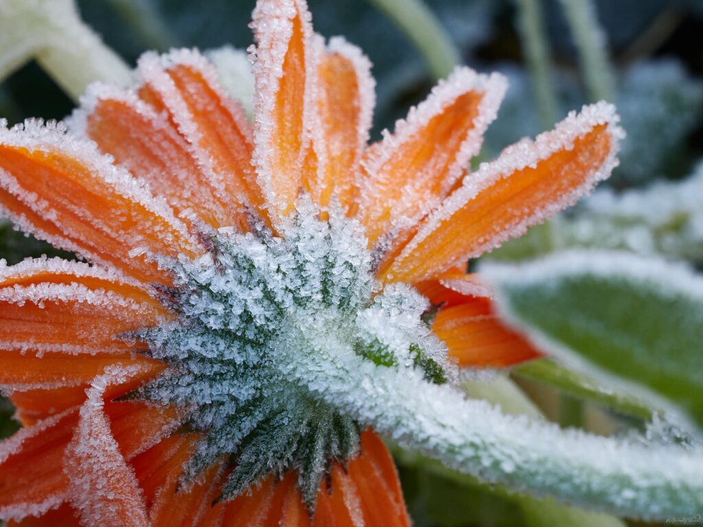 Blume vereist Raureif Eis Makro ©Michael Neruda