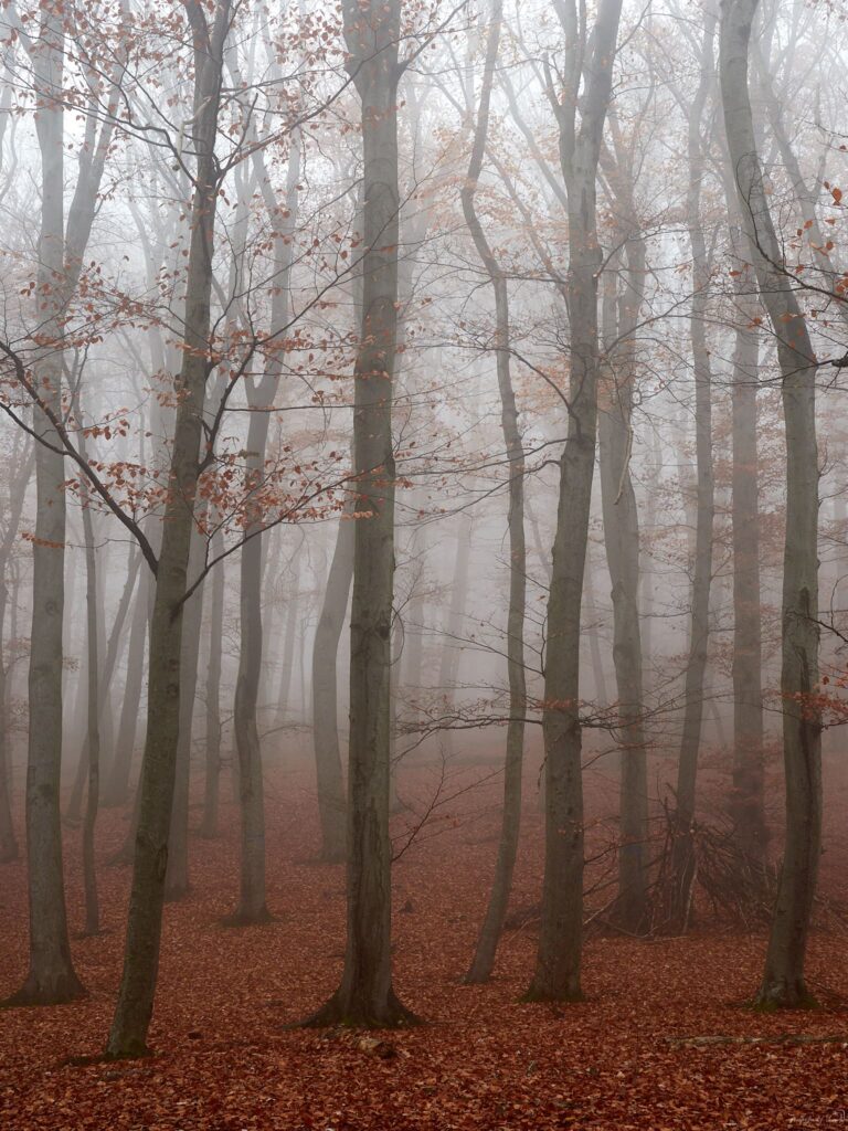 Herbst Baum Bäume Wald Nebel Laub bunt 0016_©Michael Neruda