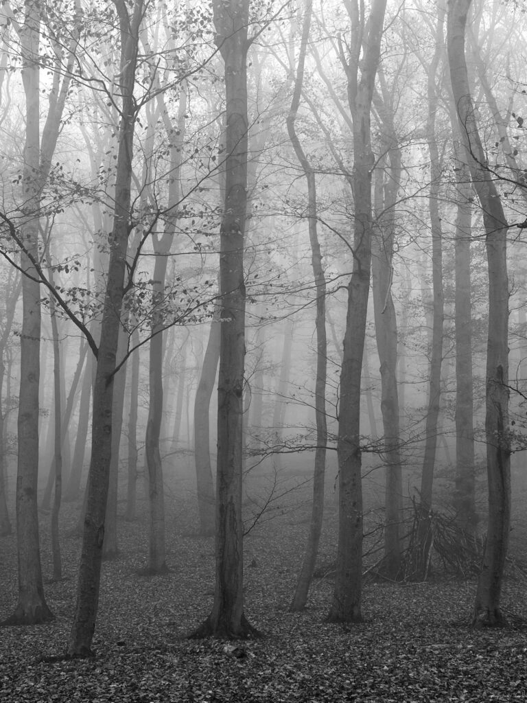 Herbst Baum Bäume Wald Nebel Laub schwarz weiss 0016_©Michael Neruda