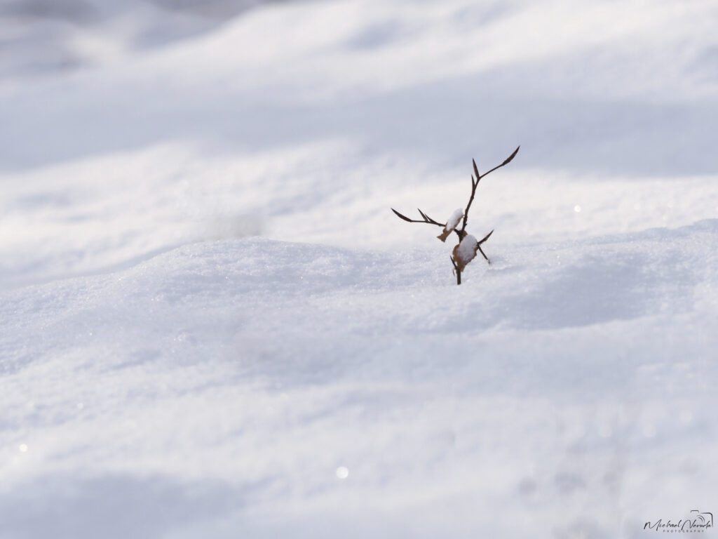 Minimalismus - Hirsch im Schnee